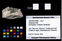 Foto (Objekt + Etikett) von Decapoda indet.  (NHMW-GEO-1990-0041-2680)